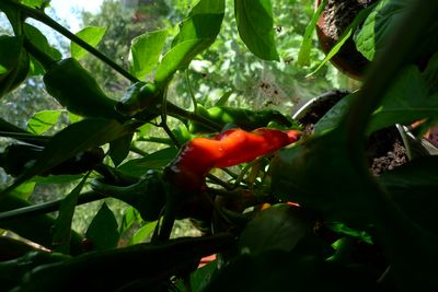 Ripening Chillis