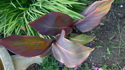 plant