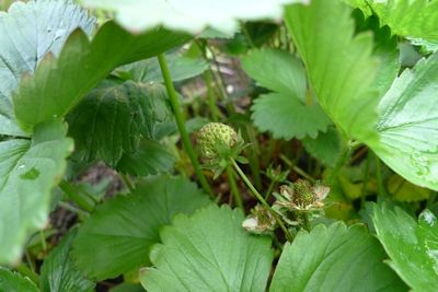 strawberries