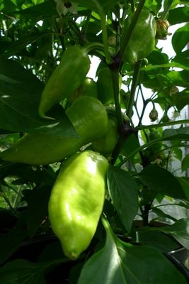 Sweet peppers