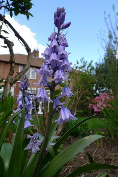bluebells in the garden