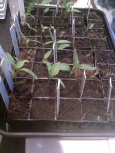 chilli seedlings