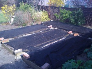 veg beds netted