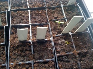 chilli seedlings