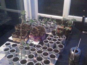 seedlings