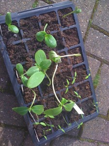 cucumber and tomato seedlings