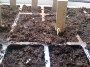 first sprouting seeds