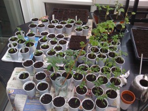 chilli and tomato seedlings